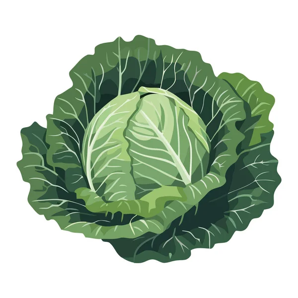 Čerstvý Organický Kapustový Salát Ideální Pro Vegetariánské Dietní Ikony Izolované — Stockový vektor