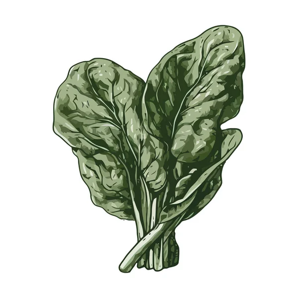 Свежий Органический Салат Икона Здоровой Вегетарианской Еды — стоковый вектор