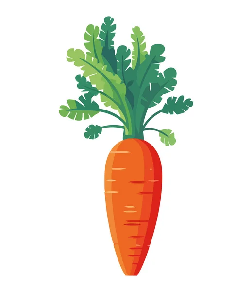 Frische Bio Karotte Symbol Für Gesunde Ernährung — Stockvektor