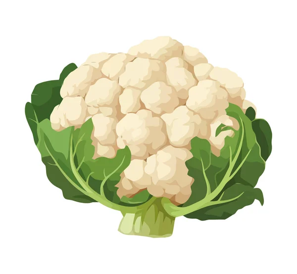 Coliflor Fresca Simboliza Comida Vegetariana Icono Aislado — Archivo Imágenes Vectoriales