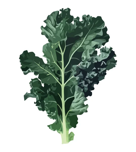 Insalata Fresca Con Kale Biologico Icona Prezzemolo Isolato — Vettoriale Stock