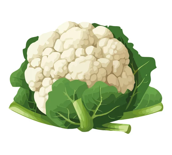 Fresh Organic Ripe Cauliflower Icon Isolated — Stock Vector
