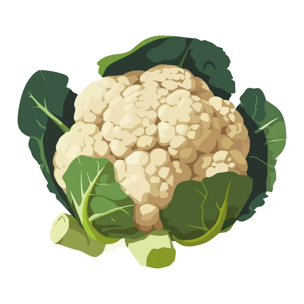 新鲜的有机菜花 健康的食物图标隔离 — 图库矢量图片
