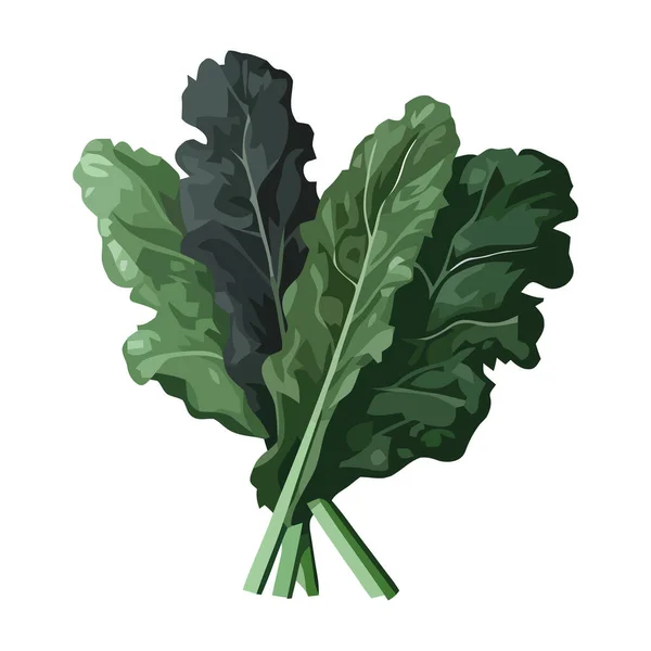 Frischer Bio Salat Eine Gesunde Mahlzeit — Stockvektor