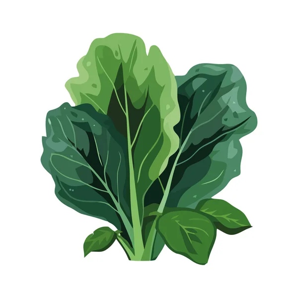 Färska Ekologiska Grönsaker Blad Ikon Isolerad — Stock vektor
