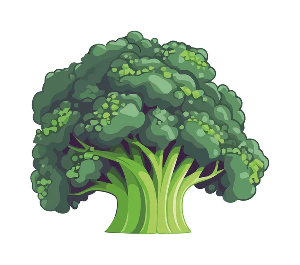 Broccoli Maturo Sano Mangiare Icona Isolato — Vettoriale Stock