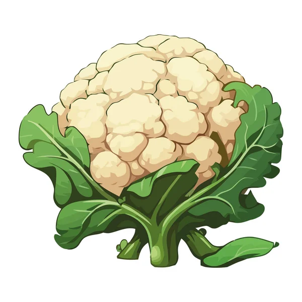 Świeże Organiczne Ikony Kalafiorów Roślinnych Izolowane — Wektor stockowy