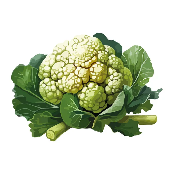 Coliflor Verduras Frescas Para Una Comida Saludable Icono Aislado — Vector de stock