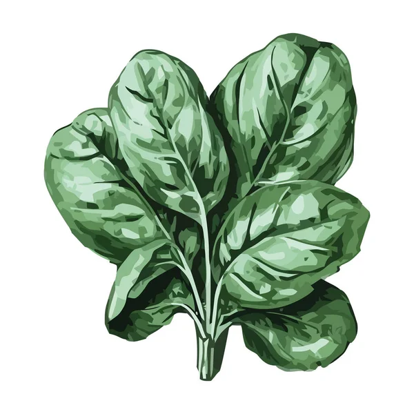 Ensalada Orgánica Fresca Con Condimento Hierba Verde Icono Aislado — Vector de stock