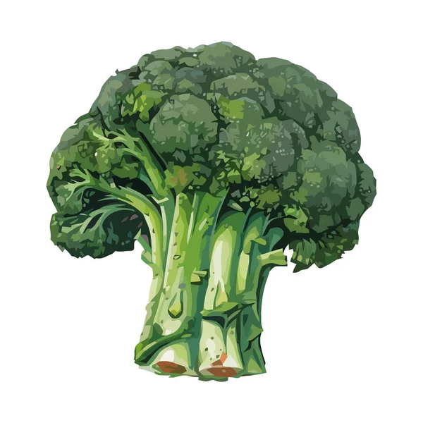 Свежие Зеленые Овощи Брокколи Икона Здорового Питания Изолированы — стоковый вектор