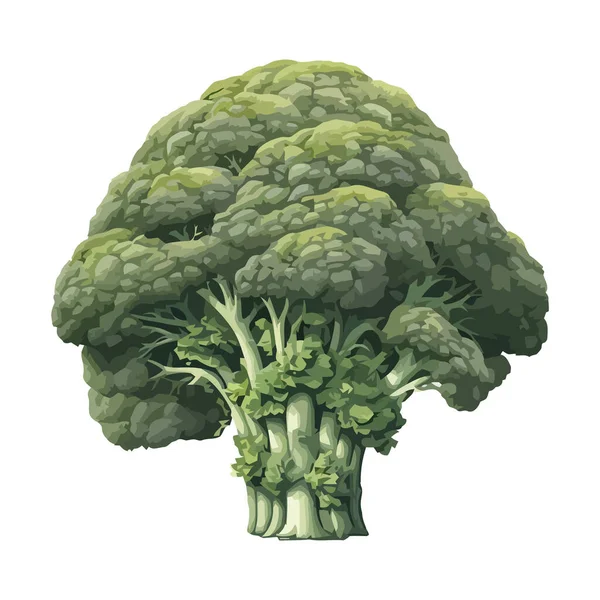 Legumes Brócolis Simbolizam Saudável Ícone Refeições Gourmet Isolado — Vetor de Stock