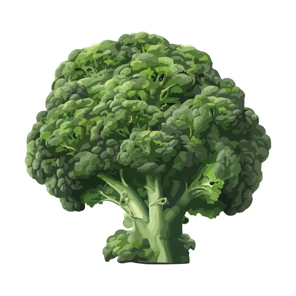 Friss Zöld Brokkoli Saláta Ikon Izolált — Stock Vector