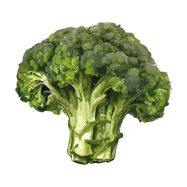 Icona Broccoli Vegetali Freschi Sani Isolati — Vettoriale Stock