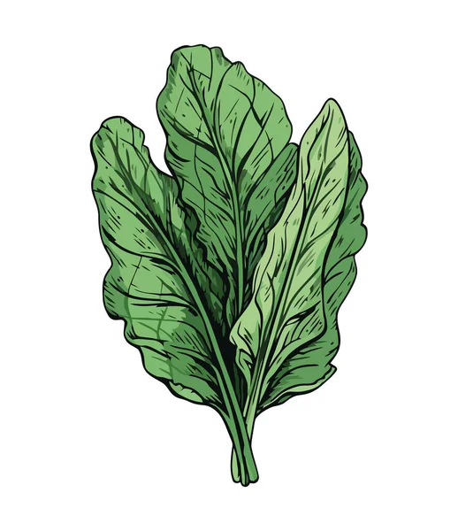 Fresh Parsley Healthy Seasoning Ingredient Icon Isolated — Stock Vector