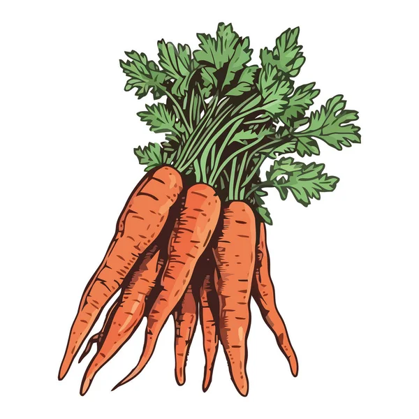 新鲜收获的胡萝卜蔬菜被隔离食用图标 — 图库矢量图片