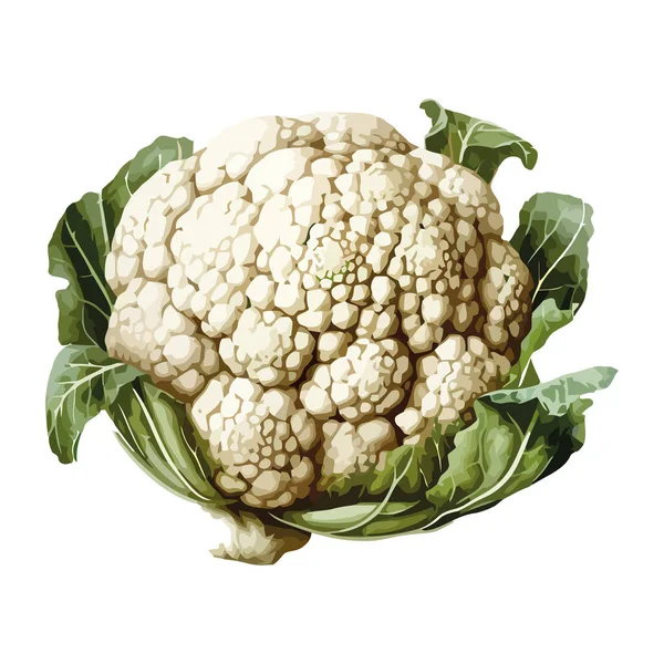 Healthy Vegetable Cauliflower Fresh Organic Icon Isolated — Stock Vector