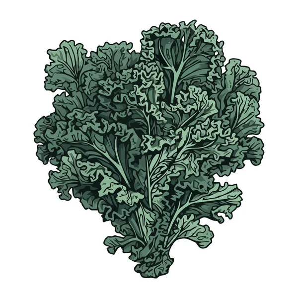 新鮮な緑のケールの葉 健康的な食事のアイコンを隔離 — ストックベクタ