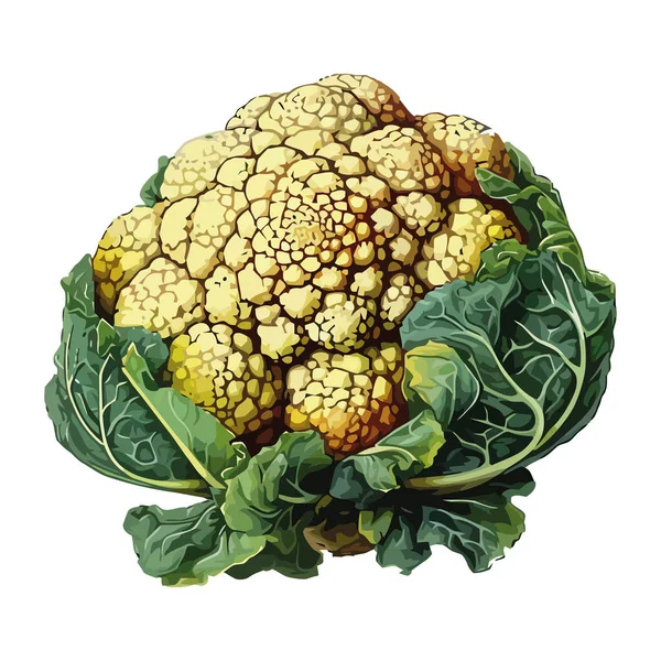 健康素食色拉图标的新鲜花椰菜 — 图库矢量图片
