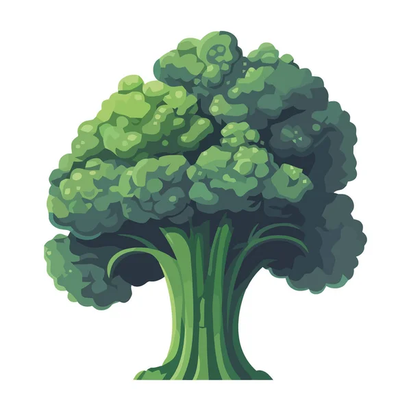 Изолированная Органическая Брокколи Икона Свежих Овощей — стоковый вектор
