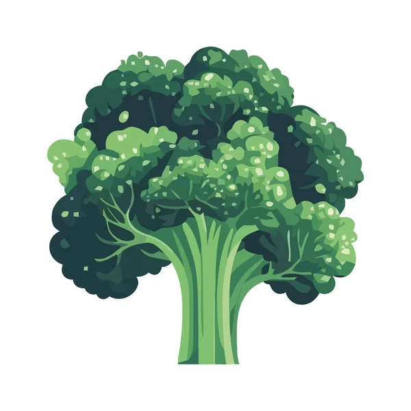 Färsk Broccoli Symbol För Hälsosam Äta Ikon Isolerad — Stock vektor