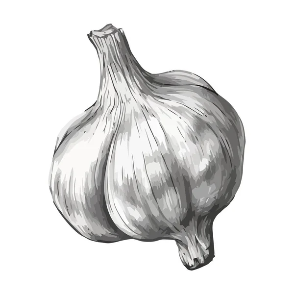 新鲜大蒜 一种健康的调料食品图标隔离 — 图库矢量图片