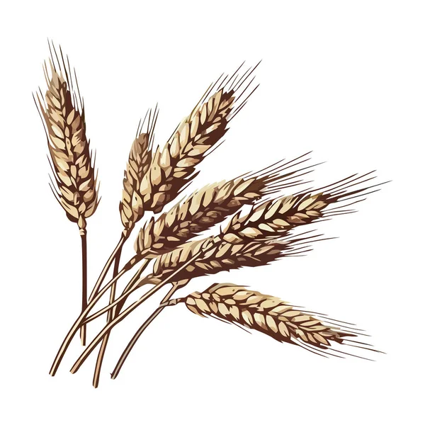 Органическая Пшеница Созрела Сбора Урожая Икона Здорового Питания Изолирована — стоковый вектор