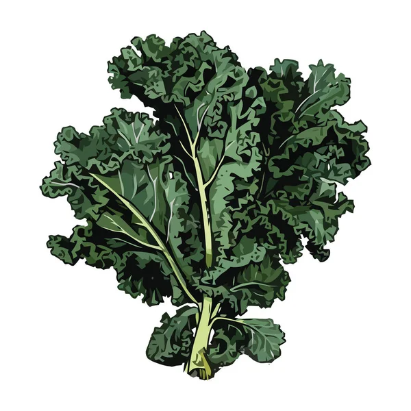Čerstvý Zelený Zeleninový Salát Izolovaná Zdravá Ekologická Ikona — Stockový vektor