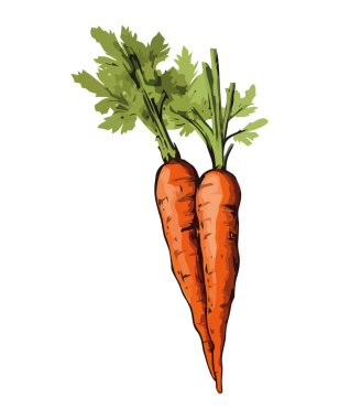 Taze organik havuç, sağlıklı bir vejetaryen yemek ikonu izole edilmiş.