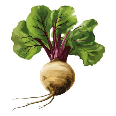 Fresh ripe turnip root vegetables icon isolated clipart