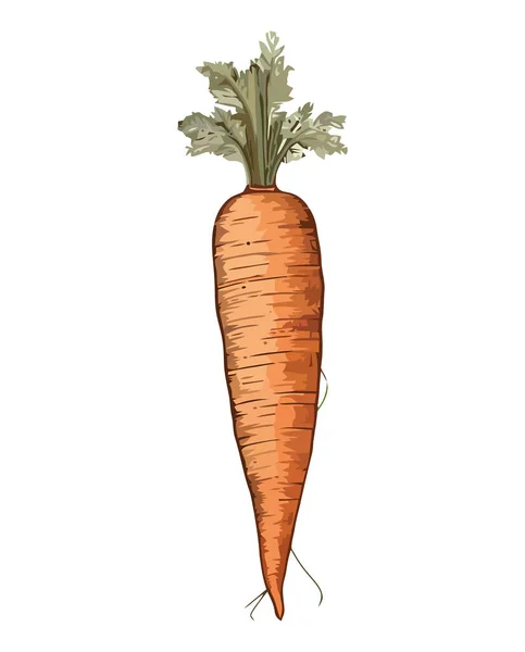 Zanahoria Orgánica Fresca Icono Comida Vegetariana Saludable Aislado — Vector de stock
