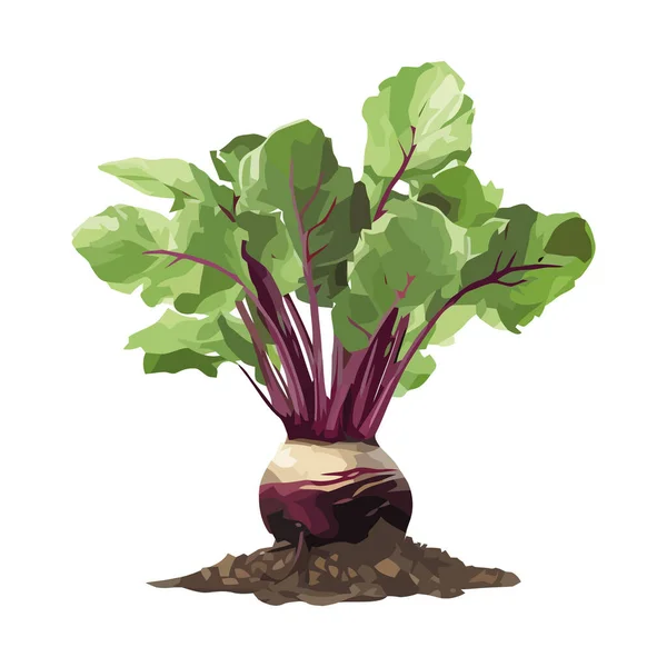 Salade Bio Fraîche Avec Icône Betterave Commune Violette Isolée — Image vectorielle