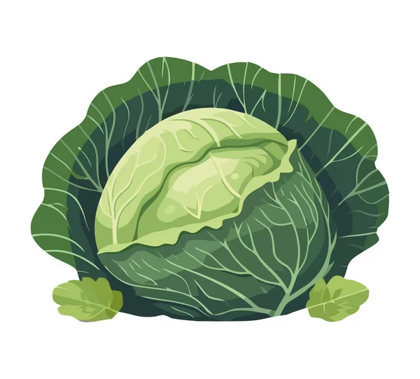 Färska Kål Grönsaker Mogen Hälsosam Måltid Ikon Isolerad — Stock vektor