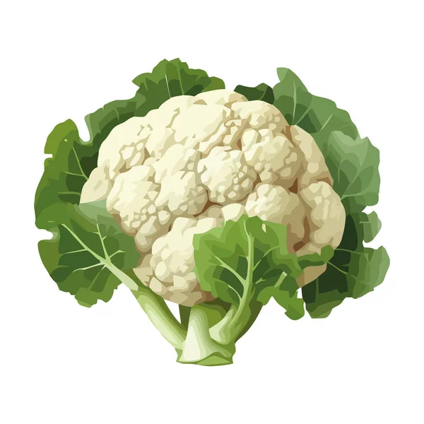 Healthy Eating Fresh Organic Cauliflower Icon Isolated — Stock Vector