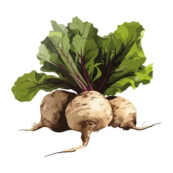 Fresh Vegetables Organic Turnip Food Icon Isolated — Stock Vector