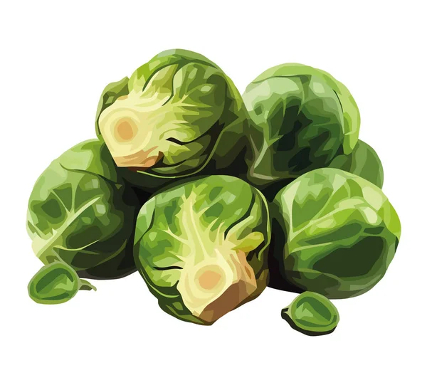 Frischer Grünkohl Salat Ikone Isoliert — Stockvektor