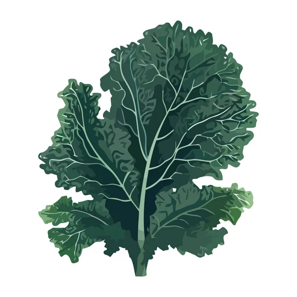 Čerstvý Vegetariánský Salát Ikonou Ekologické Listové Zeleniny Izolovaný — Stockový vektor