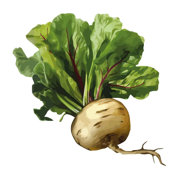 Ikon Sayuran Turnip Organik Segar Diisolasi - Stok Vektor