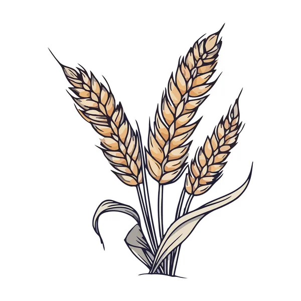 Изолированные Спелые Иконы Пшеницы Ячменя — стоковый вектор