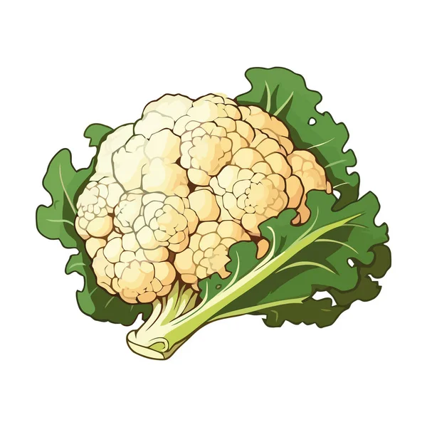 Fresh Vegetable Cauliflower Healthy Meal Dieting Icon Isolated — Stock Vector