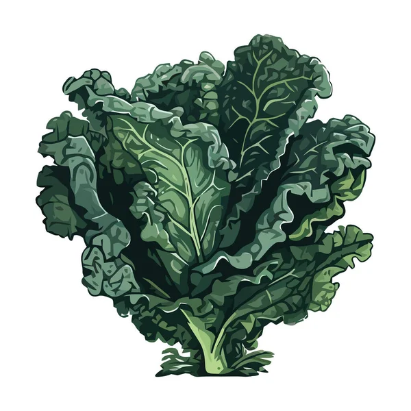 Couve Folhosa Fresca Ícone Salada Vegetariana Saudável Isolado —  Vetores de Stock