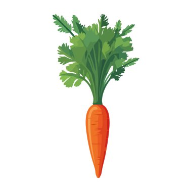 Taze organik havuç, ikon izole tasarım