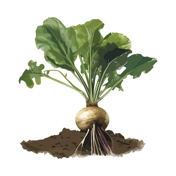 Warzywa Rzepa Rosną Przyrodzie Ikona Organiczna Izolowane — Wektor stockowy