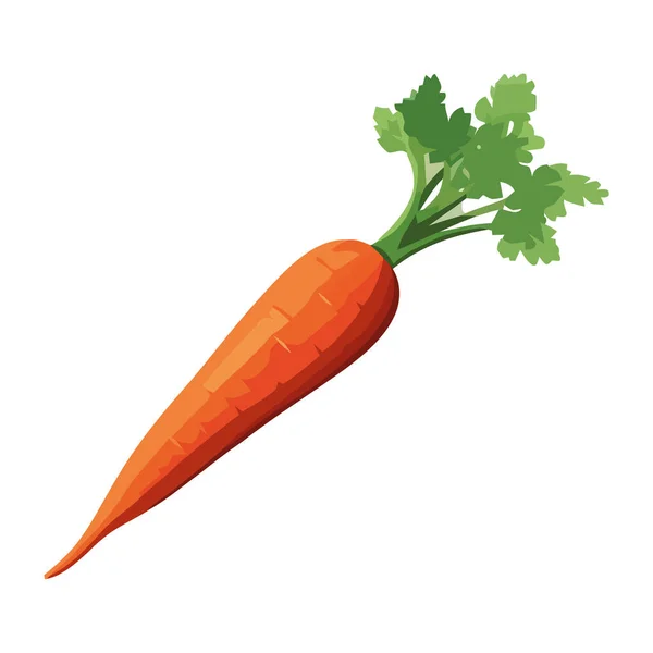 Frische Bio Karotte Reifes Und Gesundes Gemüse — Stockvektor