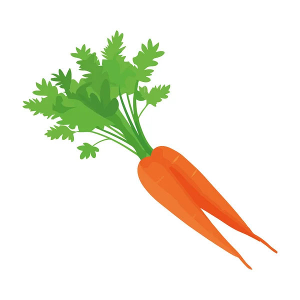 Frisches Karottengemüse Gesundes Essen — Stockvektor