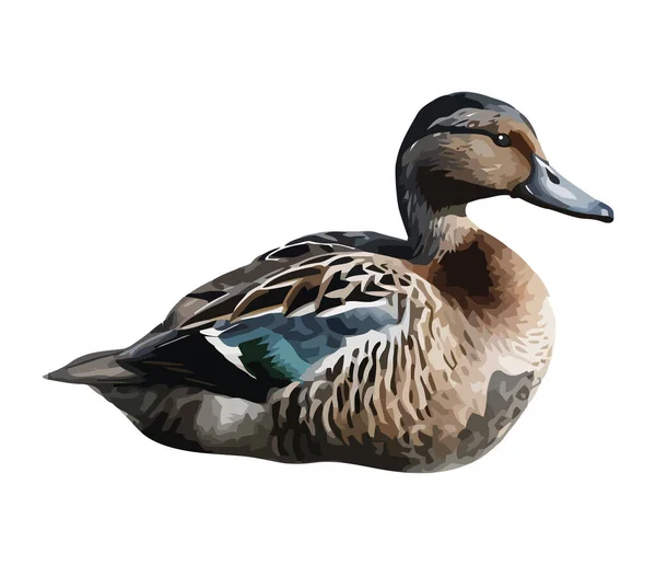 Mallard Duck White Background Icon Isolated — Stock Vector