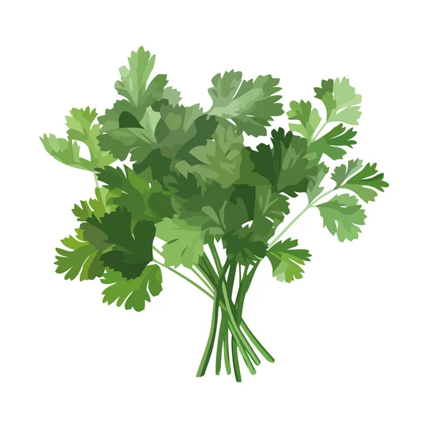 鲜绿色香菜 自然健康调味图标隔离 — 图库矢量图片