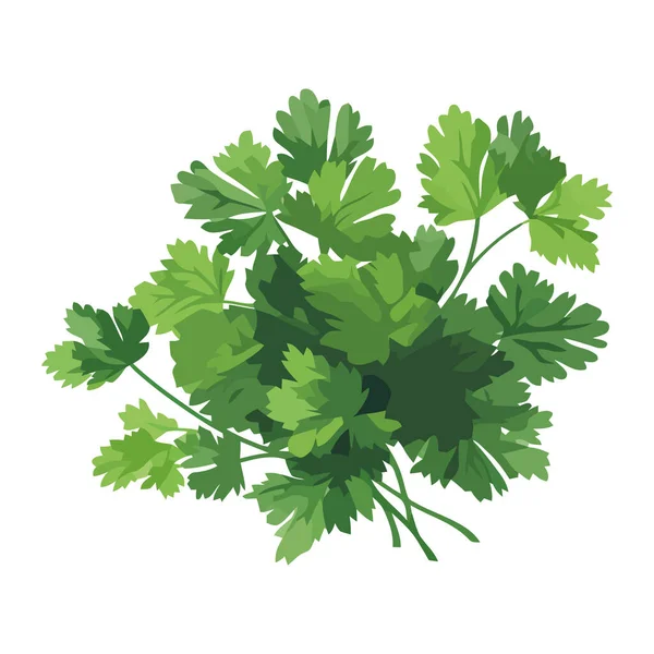 新鲜的绿色欧芹 自然健康的调味束图标隔离 — 图库矢量图片