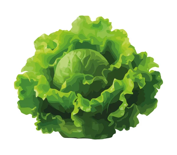 健康饮食生菜有机蔬菜图标分离 — 图库矢量图片