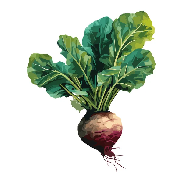 Fresh Organic Salad Ripe Common Beetroot Icon Isolated — Stock Vector