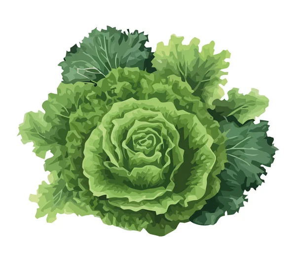 Salada Couve Orgânica Fresca Perfeita Para Ícone Vegetariano Isolado —  Vetores de Stock